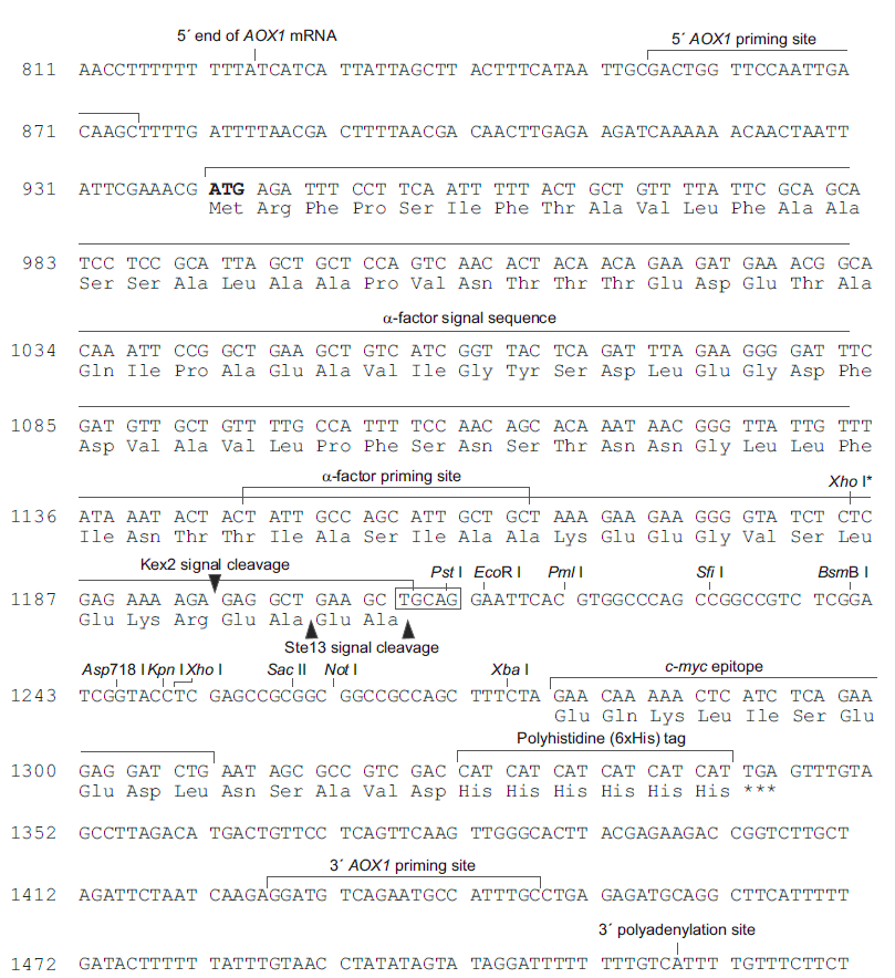 pPIC6αB 载体多克隆位点 点击看大图 pPIC6αB 多克隆位点